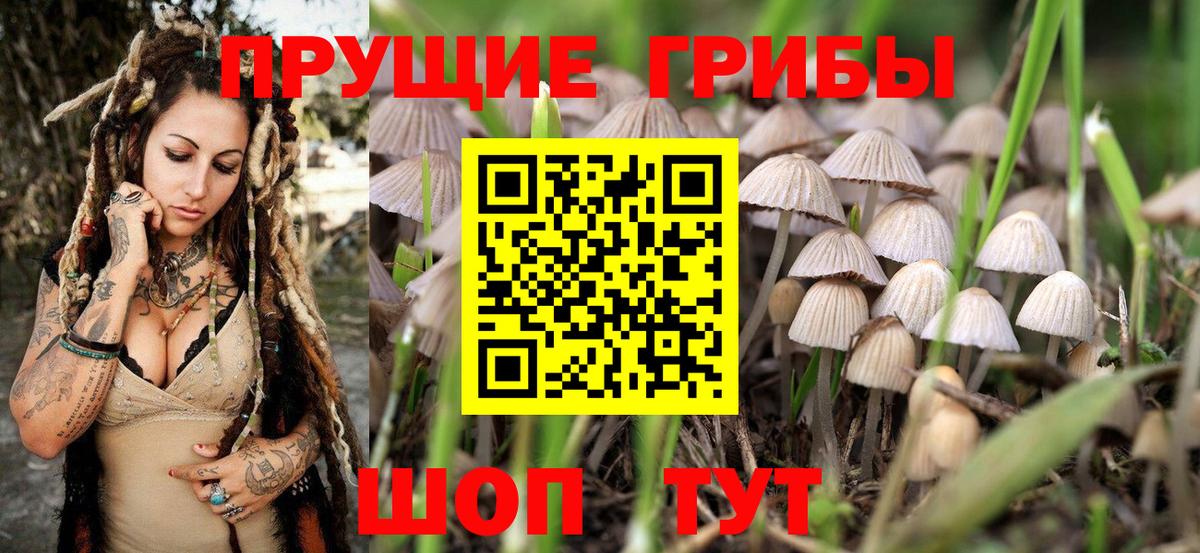 Псилоцибиновые грибы Cubensis Кувандык